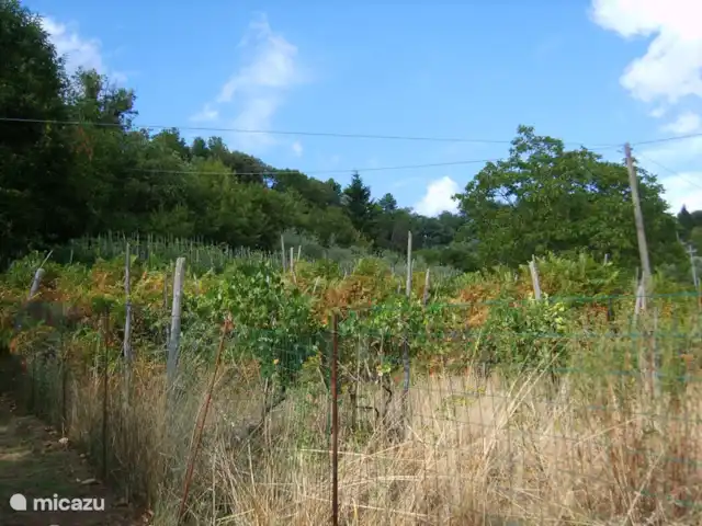 Location de Vacances Italie, Toscane, Borgo a Mozzano, maison de vacances - Ambra Semelle Environnement direct