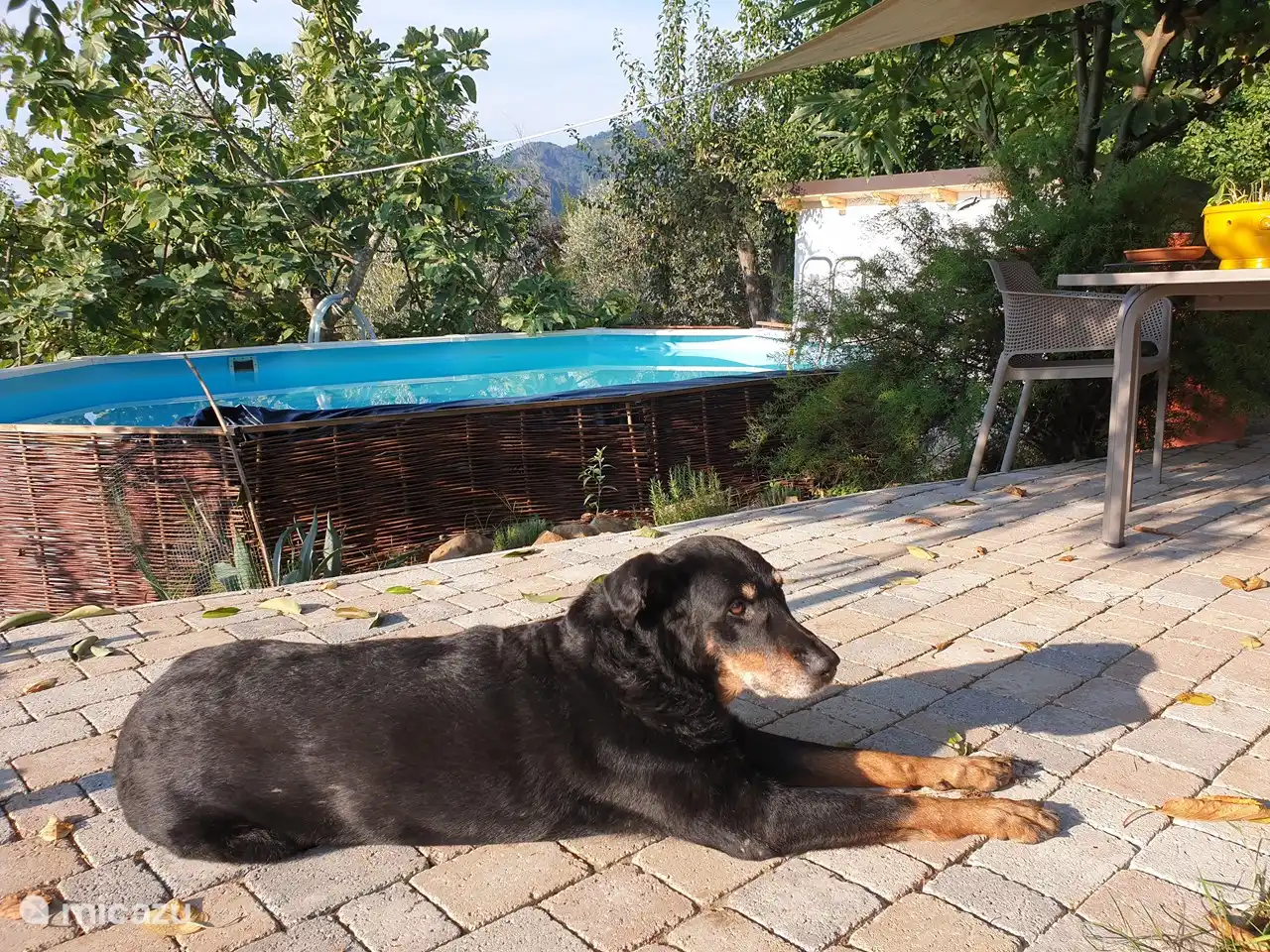 Unser Hund Ghijs an ihrem Lieblingsplatz.