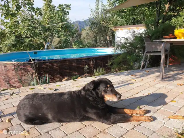 Location de Vacances Italie, Toscane, Borgo a Mozzano, maison de vacances - Ambra Semelle Notre chien Ghijs à son endroit préféré.