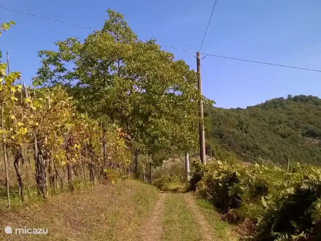 Location de Vacances Italie, Toscane, Borgo a Mozzano, maison de vacances - Ambra Semelle Proximité immédiate de la maison de vacances, aucun vis-à-vis, aucun voisin immédiat.Vignobles, panoramas, sommets à perte de vue. Les premiers voisins habitent à 500m, accessible à pied
