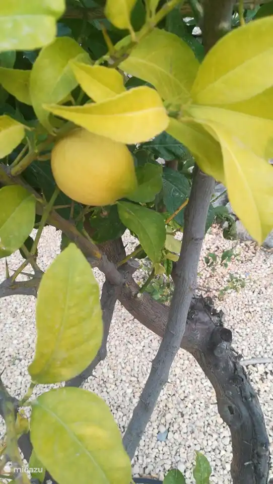 Der Zitronenbaum auf dem Komplex.