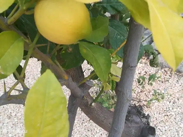 Casa Kiek huren in Spanje, Costa Blanca, Altea - vakantiehuis De citroenboom op het complex.