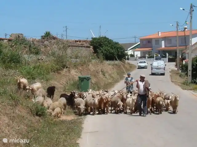 Casa sans soucis | Portugal, Costa de Prata, São Martinho do Porto - maison de vacances Venda Nova à côté de la maison