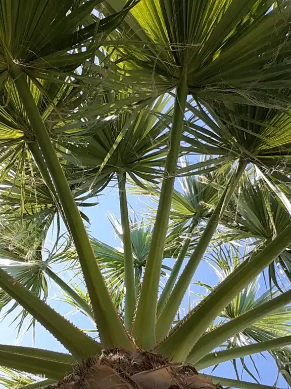 Under the large palm trees you have natural shade and a beautiful view upwards.