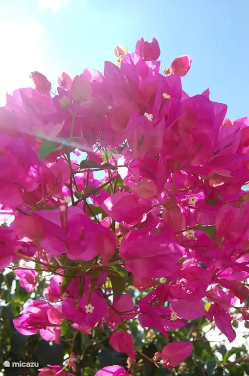 Bougainvillea in the garden.