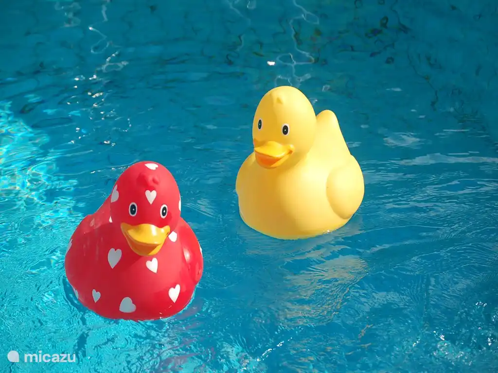 Also here all the ducks swim in the water.