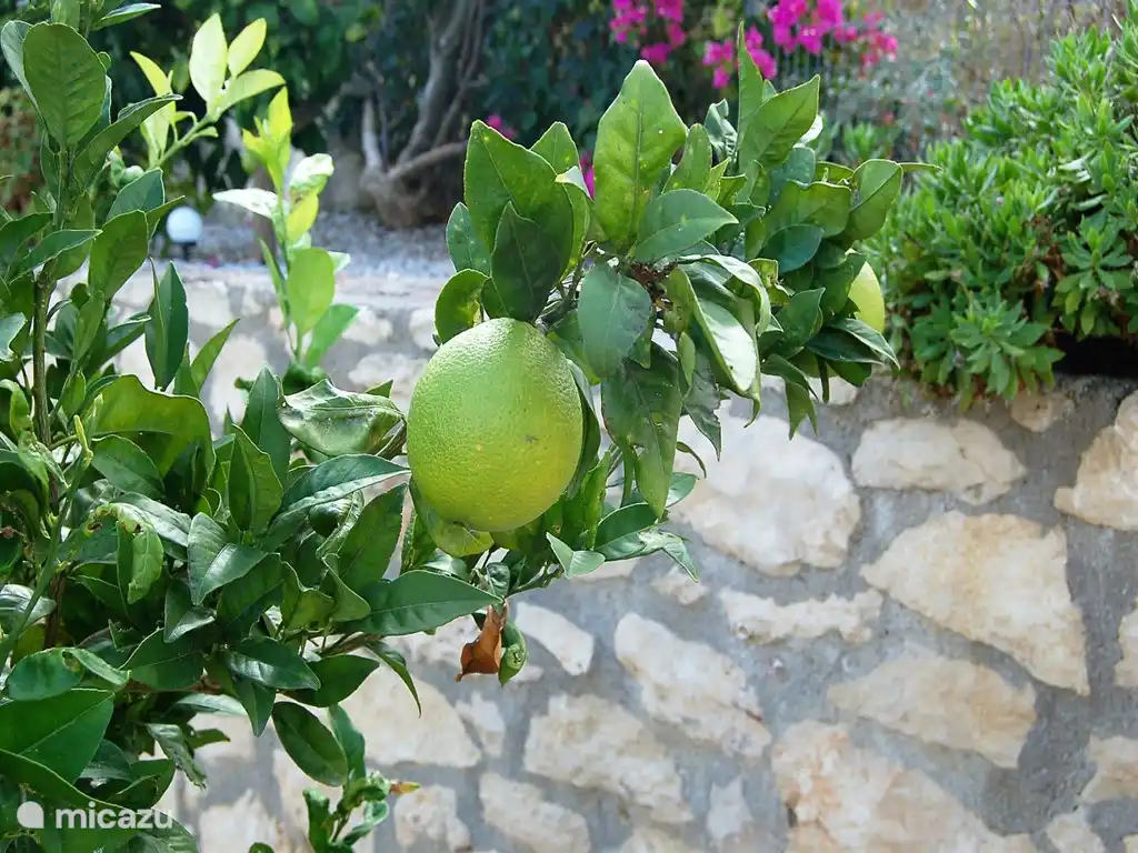 Fruit trees in the beautiful garden.