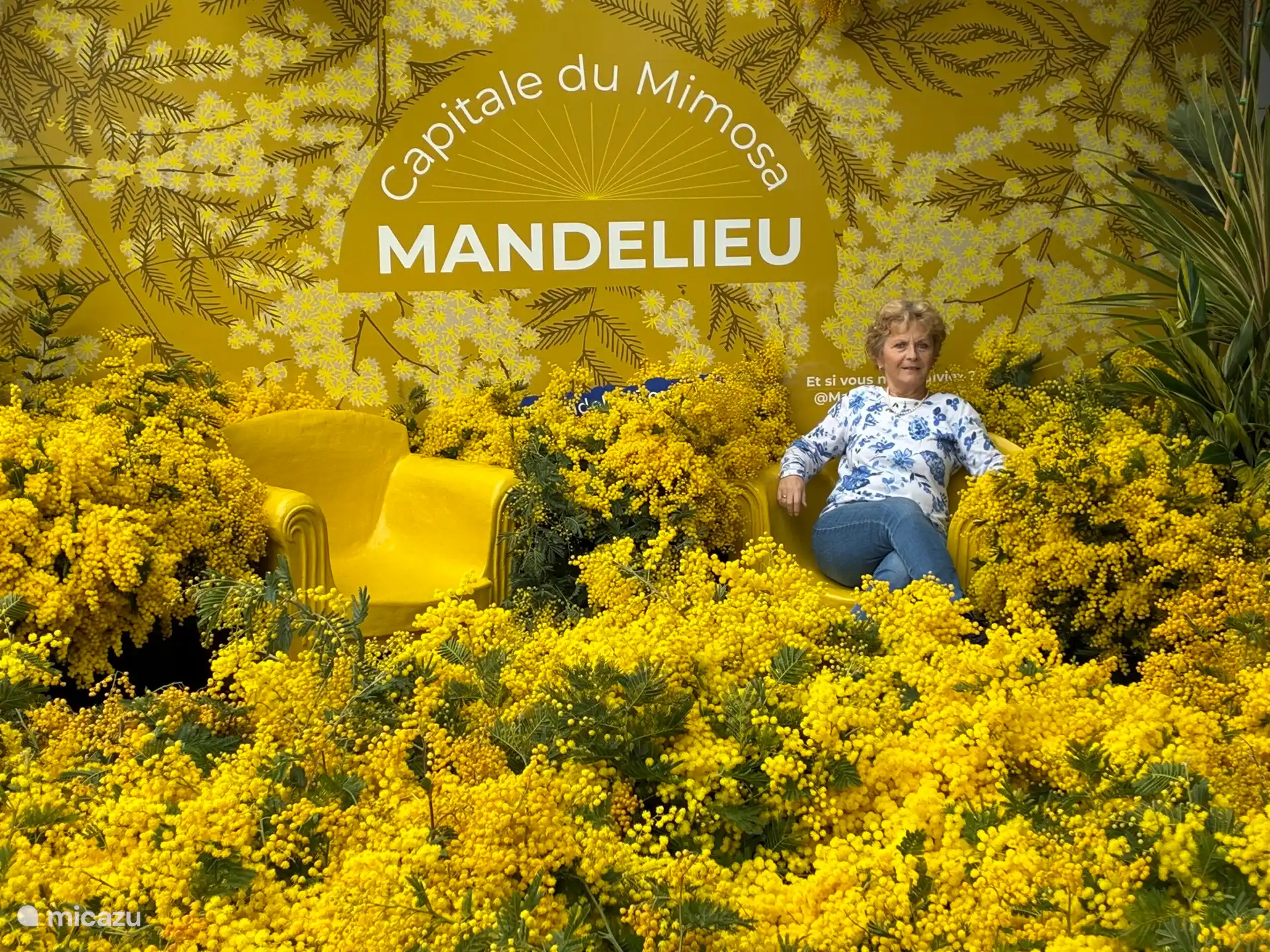 Mandelieu ist bekannt für seine wunderschöne Mimosa, die von Januar bis März blüht
