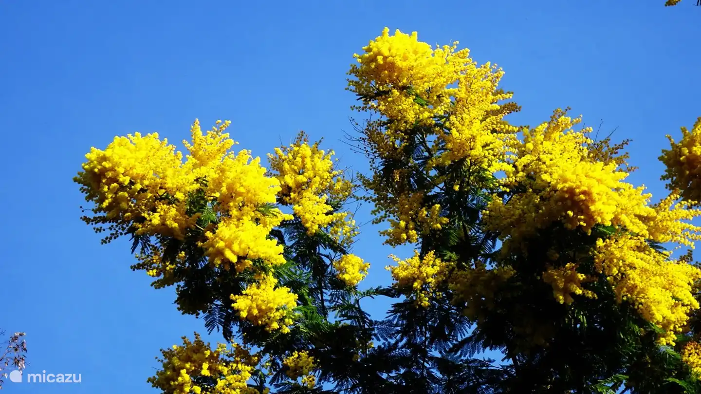 Die schöne Mimose blüht im Frühjahr