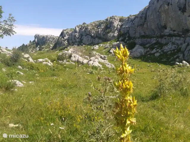 Arbre des Roses | France, Hautes-Alpes, Manteyer - chalet notre cour