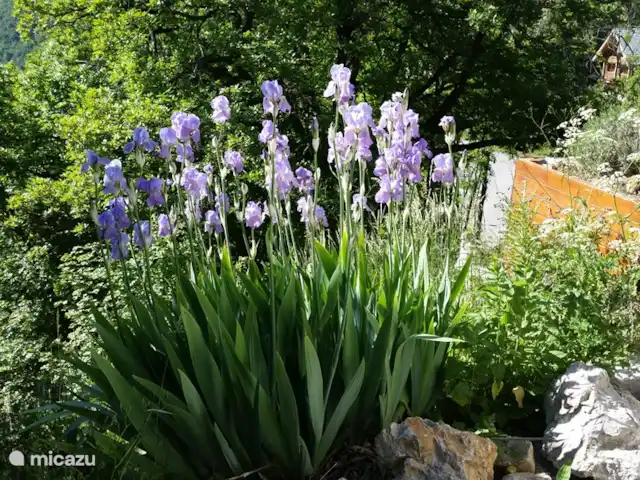 Arbre des Roses | France, Hautes-Alpes, Manteyer - chalet Iris au sous-sol