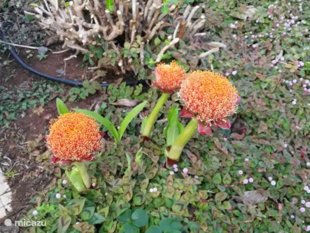 Raposeira de São João | Portugal, Madère, Calheta - villa brosses à vaisselle en pleine floraison