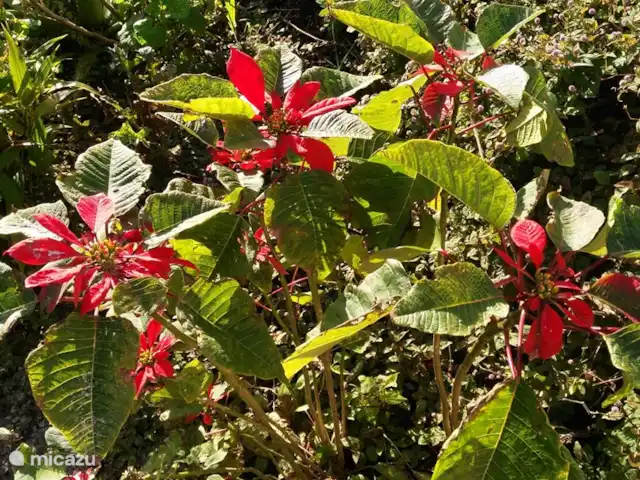 Raposeira de São João | Portugal, Madère, Calheta - villa Rose de Noël, jardin Raposeira de São João