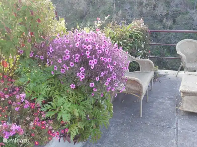 Raposeira de São João | Portugal, Madère, Calheta - villa géranium Madereinse en pleine floraison. Doit être complètement éradiquée chaque année car elle se propage comme une folle.