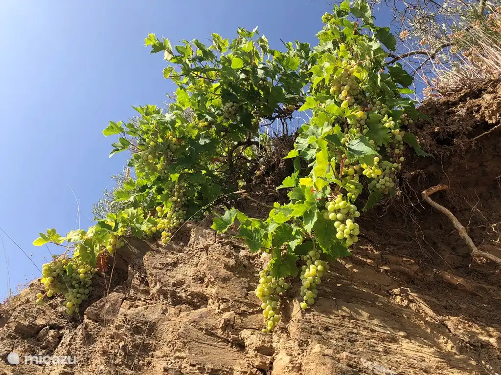 Wildreben direkt am Haus.