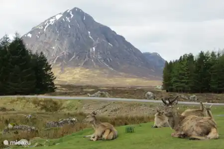 Vakantiehuis Groot-Brittannië, Schotland – vakantiehuis Heron Herten in Glen Coe.