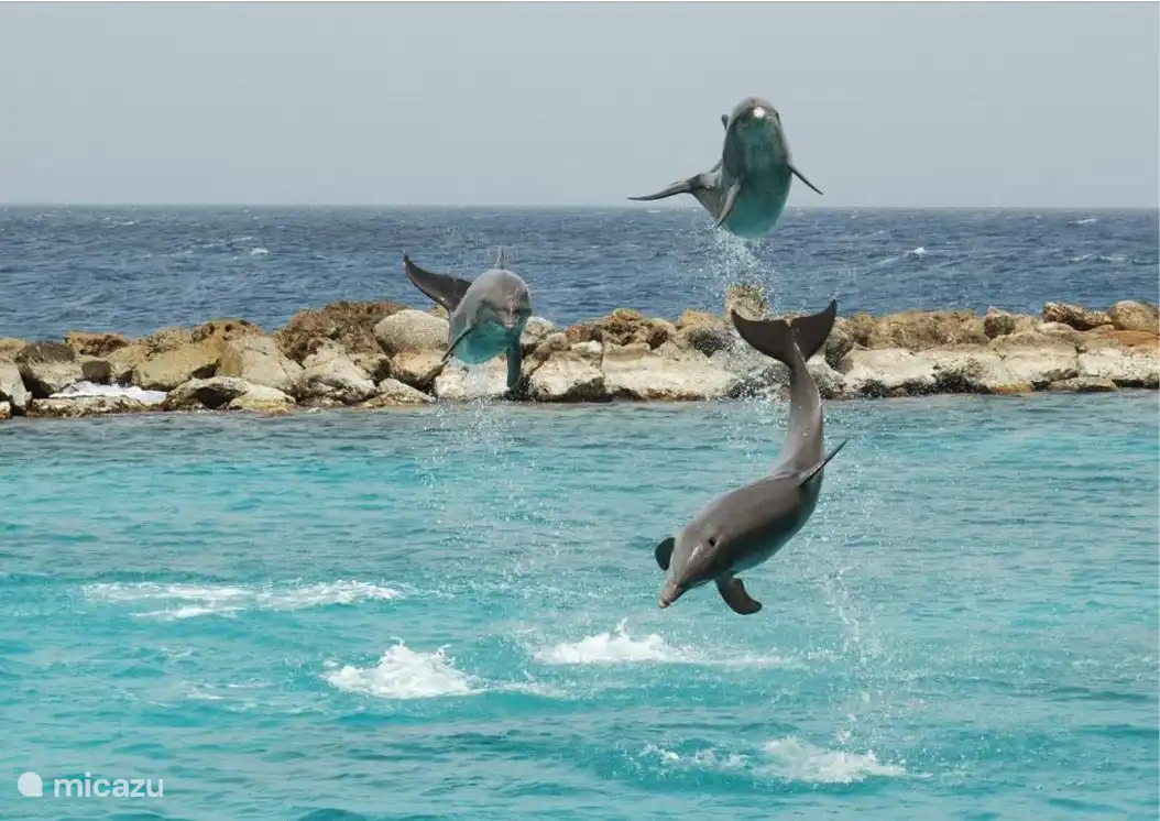 dauphins