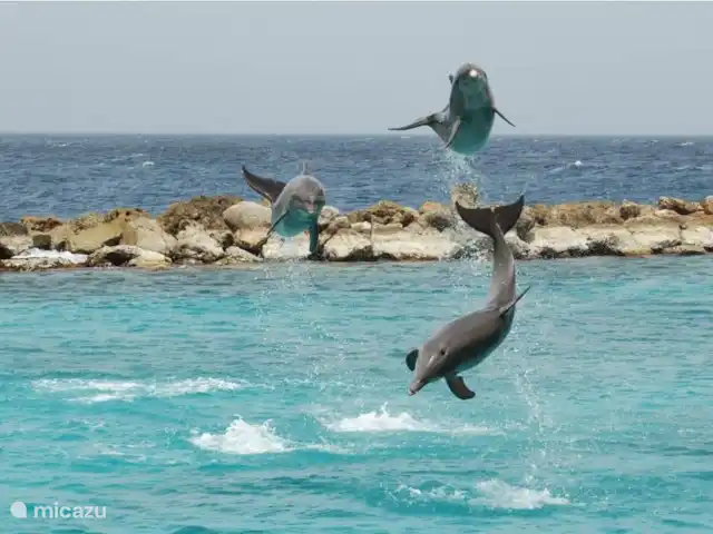 Location de Vacances Curaçao, Banda Abou (ouest), Fontein, villa - Villa Paradis dauphins