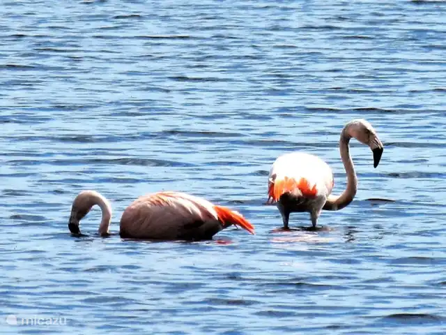 Mooi Lievelde huren in Nederland, Gelderland, Lievelde - vakantiehuis Natuur en vogelgebied het Zwillbrocker Venn net over de Duitse grens bij Groenlo, waar u flamingo's kunt kijken is zeker een bezoekje waard.