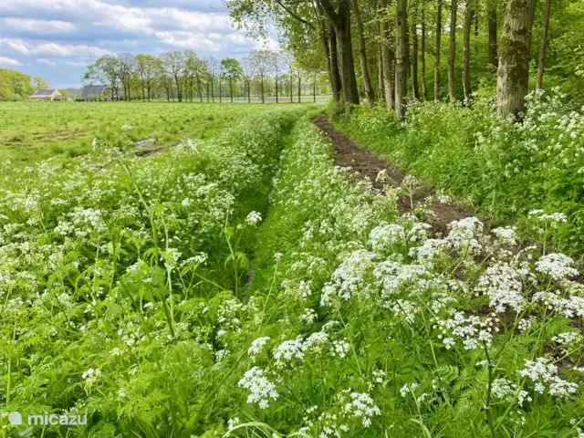 Mooi Lievelde huren in Nederland, Gelderland, Lievelde - vakantiehuis Er starten verschillende fiets en wandelroutes vanaf de recreatiewoning. Ook mountainbikers en wielrenners kunnen hier hun hart ophalen. Knooppunt 33 ligt naast het park.