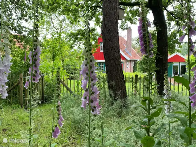 Mooi Lievelde huren in Nederland, Gelderland, Lievelde - vakantiehuis Doorkijkje vanuit het bos.