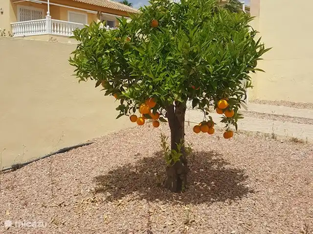 Villa Casa Benimar Rojales en España, Costa Blanca, Rojales  - villa propios árboles de cítricos