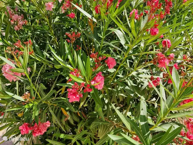 Villa Casa Benimar Rojales en España, Costa Blanca, Rojales  - villa Un hermoso jardín lleno de hermosas flores.