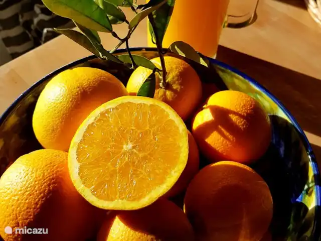 Villa Casa Benimar Rojales en España, Costa Blanca, Rojales  - villa Disfruta de deliciosas naranjas. El ORGULLO de España