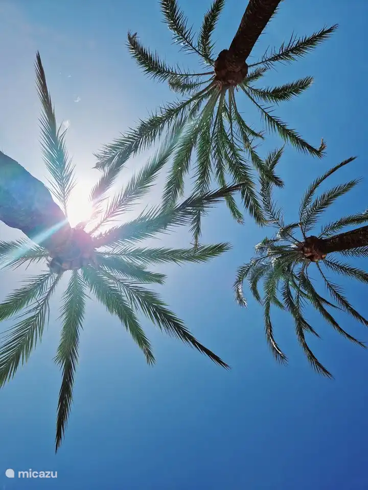 Das Wetter ist fast immer schön und man kann die herrliche Sonne genießen. Die Verwendung von Sonnenschutzmitteln wird empfohlen. Wunderschöne Palmen im eigenen Garten