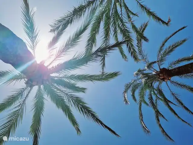 Villa Casa Benimar Rojales en España, Costa Blanca, Rojales  - villa Casi siempre buen tiempo y disfrutar del sol maravilloso. Se recomienda el uso de protector solar. Hermosas palmeras en tu propio jardín.