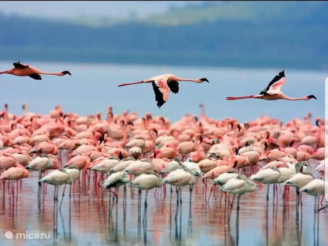 Schöne Flamingos in unmittelbarer Nähe zu sehen. Natur pur!