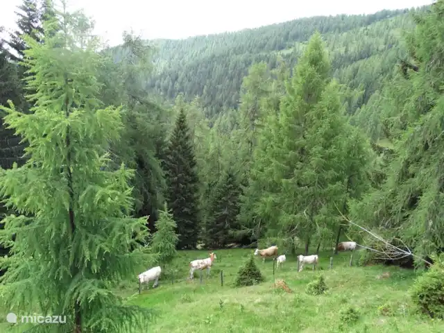 Lotte | Autriche, Carinthie, Hochrindl - chalet vaches à la porte