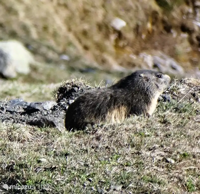 Entlang der Nockenberg-Hochalpenstraße kann man viel murmeltieren sehen.