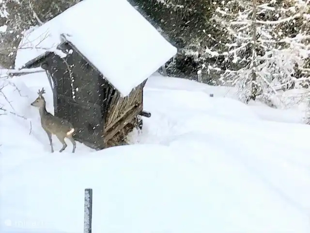 Lotte | Autriche, Carinthie, Hochrindl - chalet Un chevreuil dans le jardin