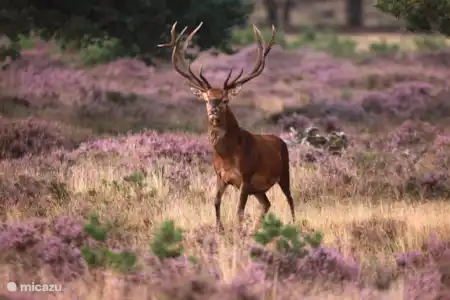 Vakantiehuis Nederland, Gelderland, Otterlo vakantiehuis Casa Vogelenzang Wild spotten op de Hoge Veluwe
