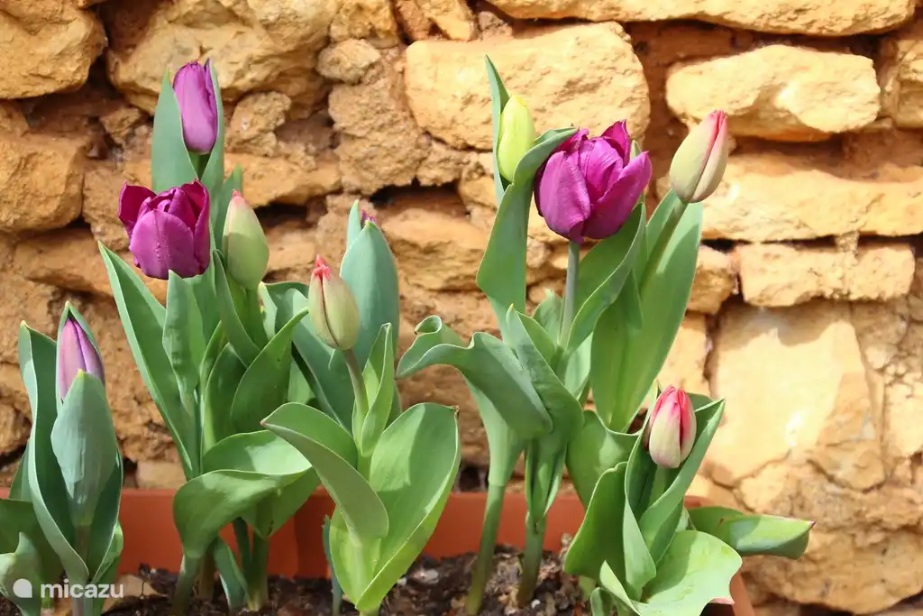 Chaque saison avec une nature surprenante