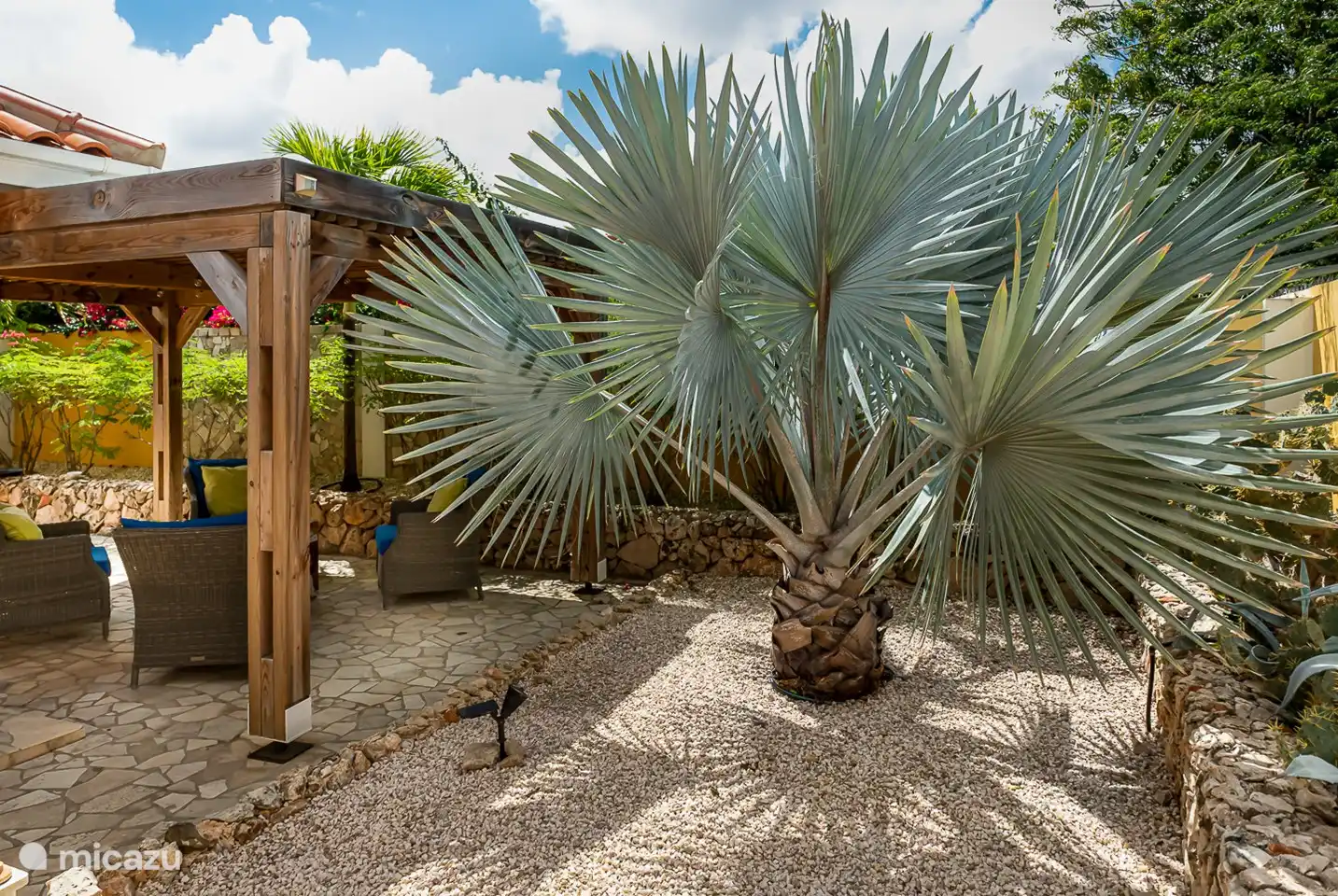 prachtige palm in de achtertuin