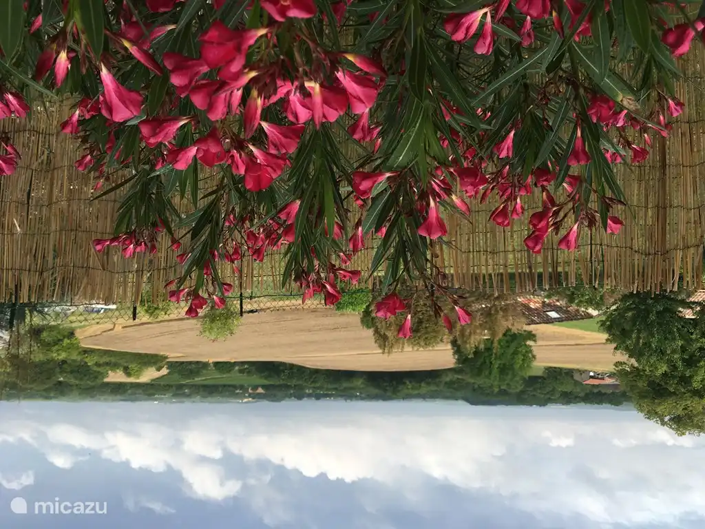Flowering oleanders in the garden