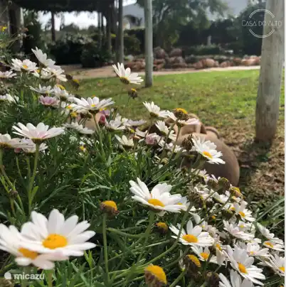 Cada temporada hay algo en flor