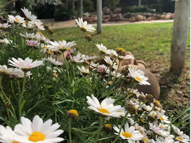 Location de Vacances Portugal, Algarve, Vale Judeu, studio - Casa do Alto 22, rez-de-chaussée app. Chaque saison, il y a quelque chose en fleurs