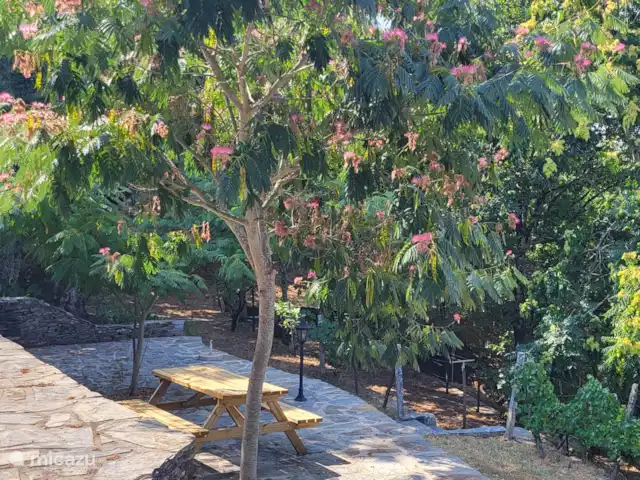 Quinta avec piscine privée | Portugal, Coimbra, Arganil - villa Table de pique-sous le mimosa.