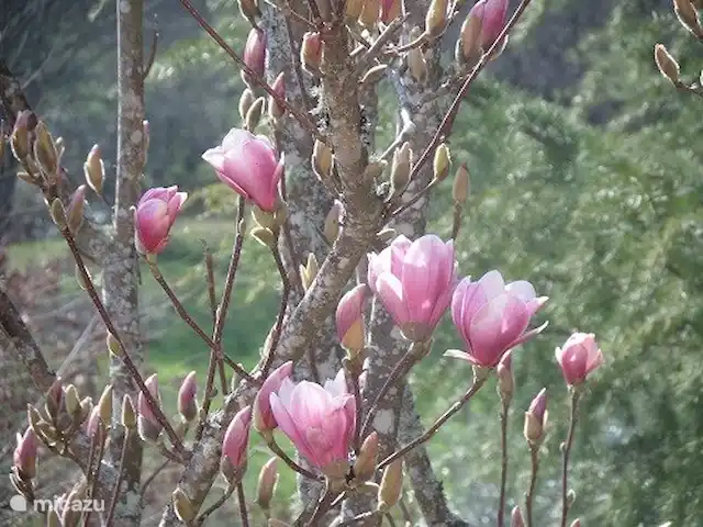 Quinta avec piscine privée | Portugal, Coimbra, Arganil - villa Magnolias du jardin