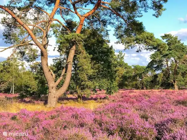 Maison de vacances contemporaine dans la Veluwe | Pays-Bas, Gueldre, Otterlo - chalet Belle lande directement derrière le parc