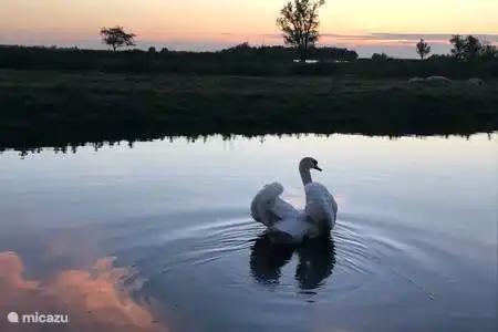 Un visiteur populaire, de nombreux oiseaux peuvent être repérés sur le terrain.