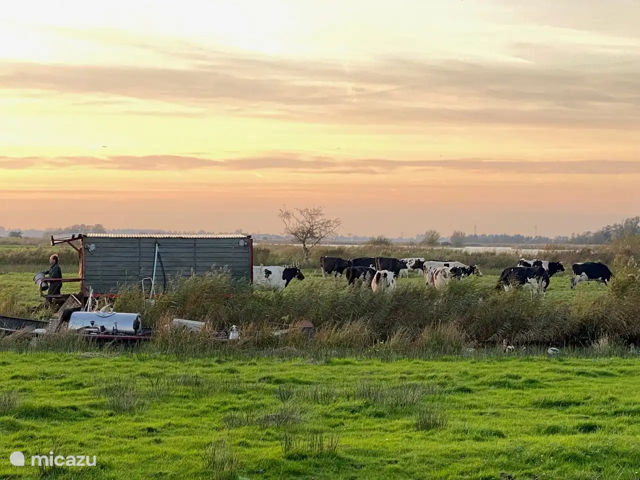 Voir quand les vaches du dernier fermier navigant sont dans le champ.