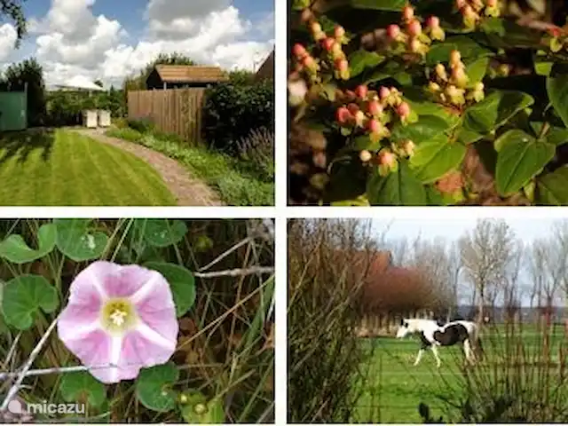 De Groese Zeewinde | Pays-Bas, Zélande, Groede - maison de vacances Impressions du jardin
