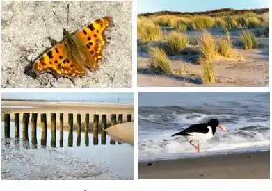 Am nahegelegenen Strand ist immer etwas zu sehen.