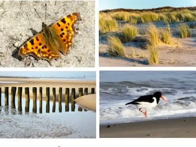 De Groese Zeewinde | Pays-Bas, Zélande, Groede - maison de vacances Il y a toujours quelque chose à voir sur la plage voisine.