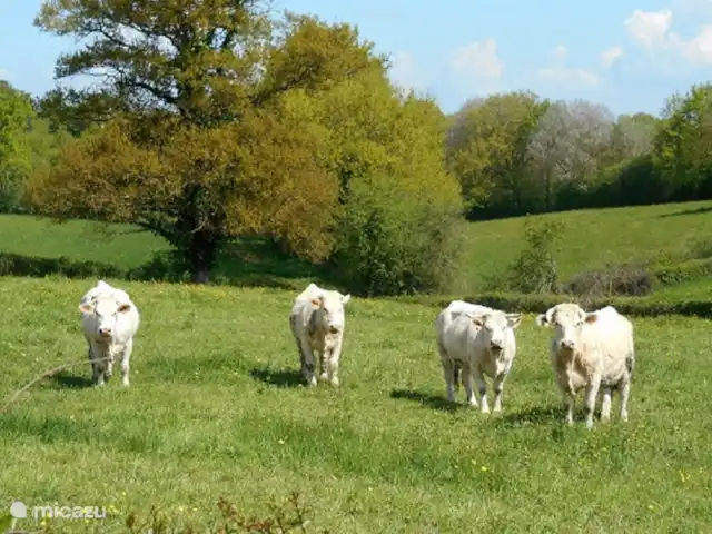 La Rosière | France, Allier, Couleuvre - maison de vacances Nos voisins.