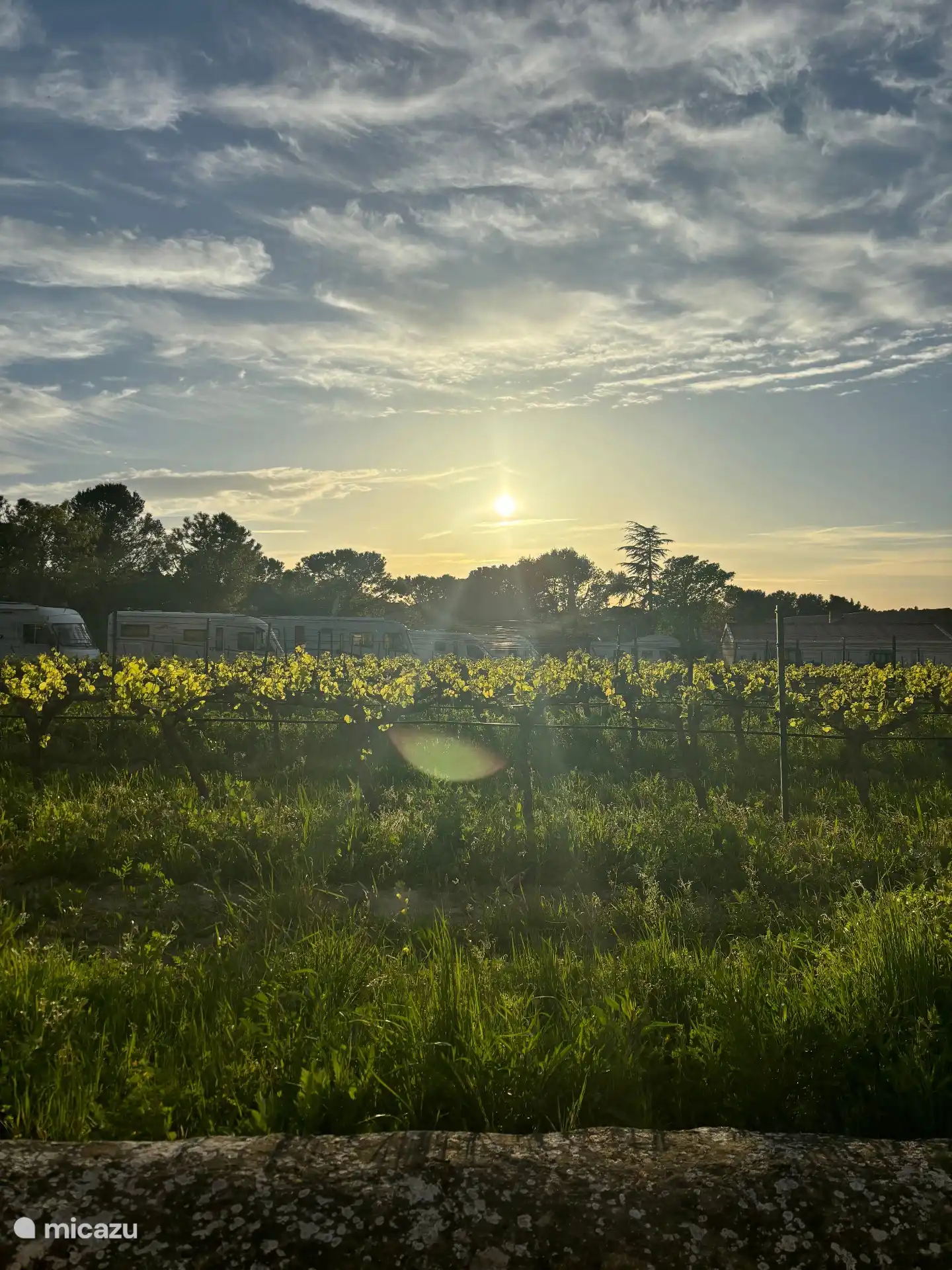 Der Weinberg von Domaine Saint Firmin und eine tief hängende Sonne.